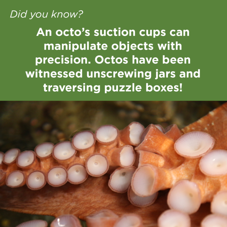 Did You Know - Giant Pacific Octopus