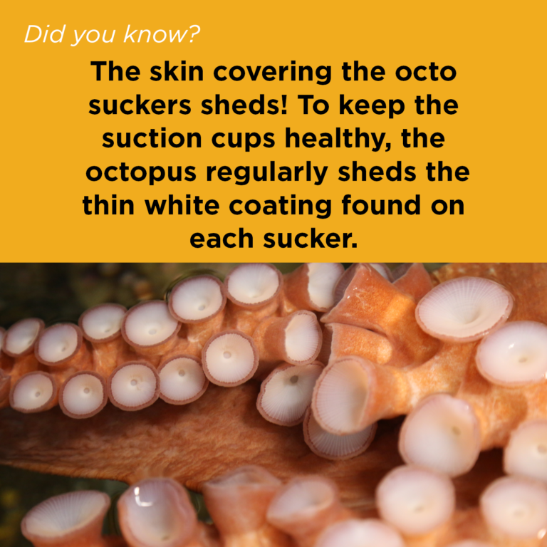 Did You Know - Giant Pacific Octopus