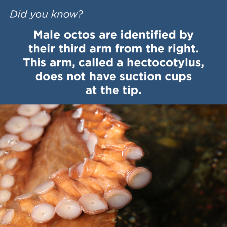 Did You Know - Giant Pacific Octopus