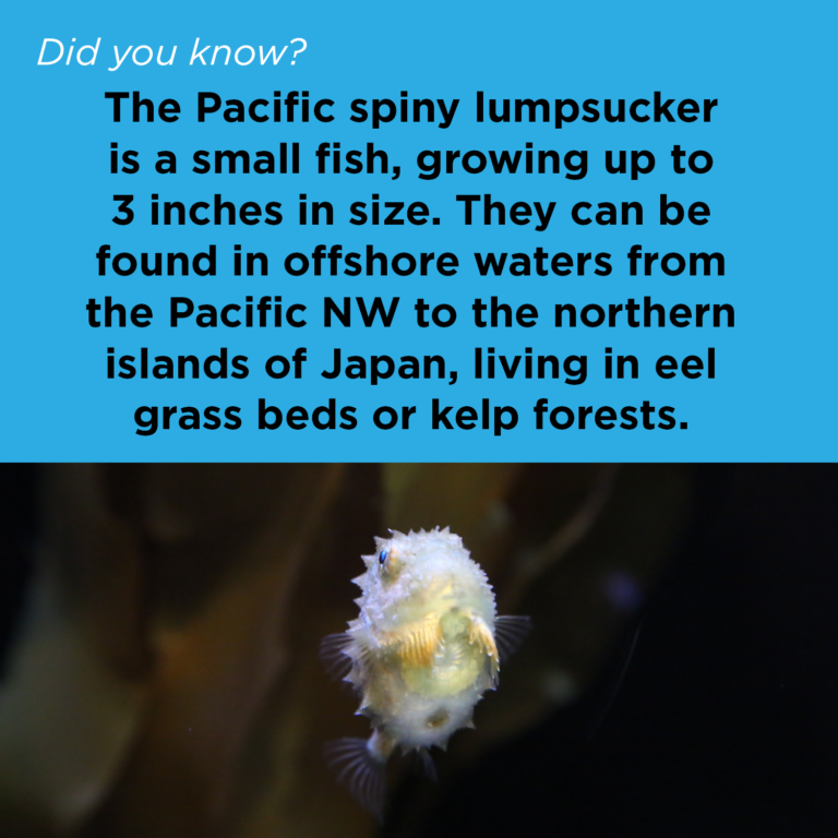Did You Know - Pacific Spiny Lumpsucker