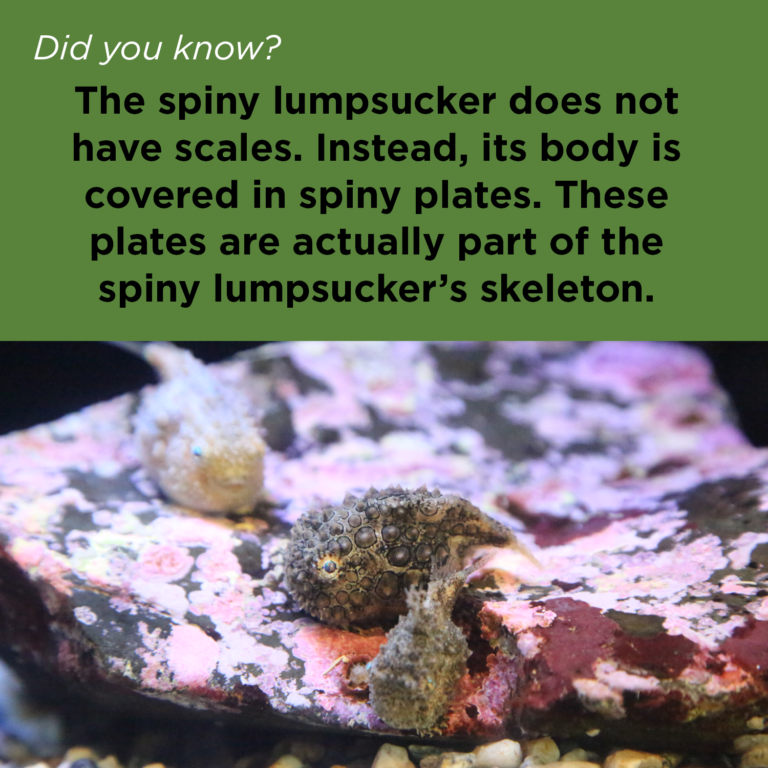 Did You Know - Pacific Spiny Lumpsucker