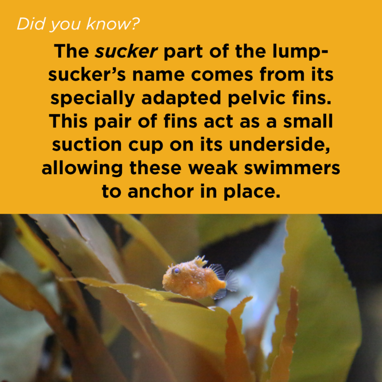 Did You Know - Pacific Spiny Lumpsucker