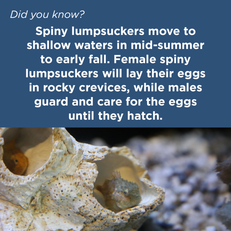 Did You Know - Pacific Spiny Lumpsucker
