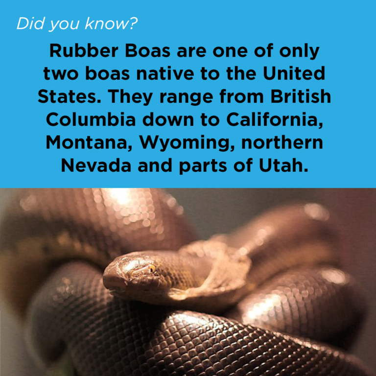 Did You Know - Rubber Boa