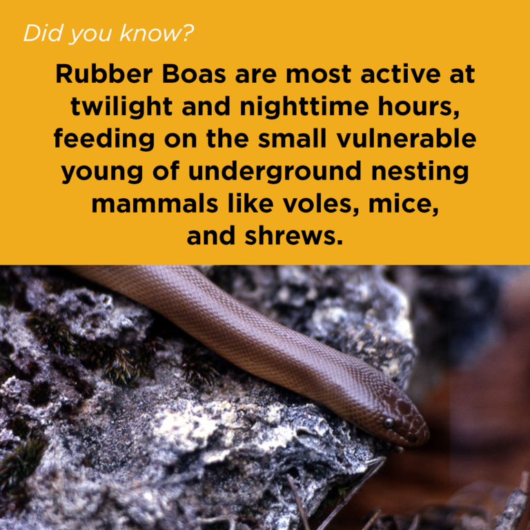 Did You Know - Rubber Boa