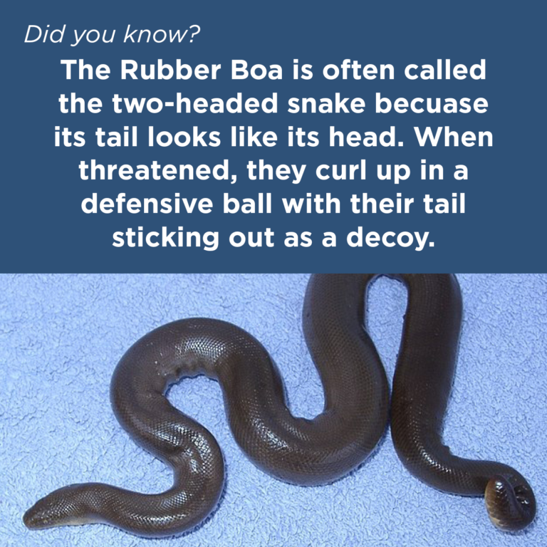 Did You Know - Rubber Boa