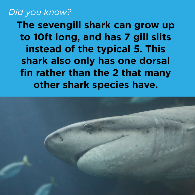 Did You Know - Sevengill Shark