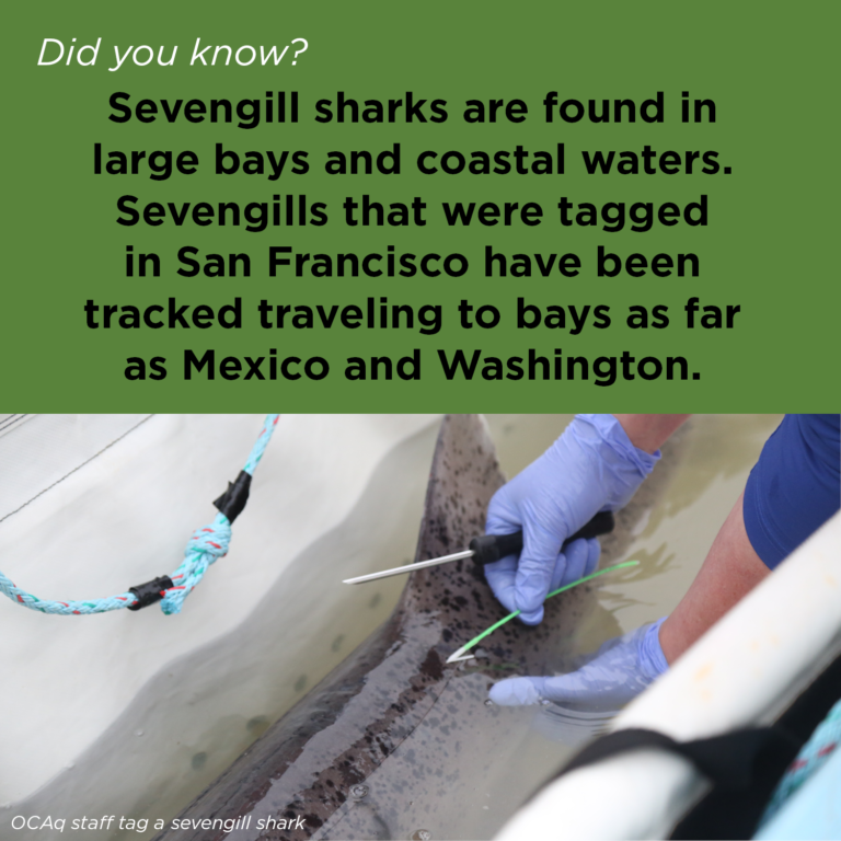 Did You Know - Sevengill Shark