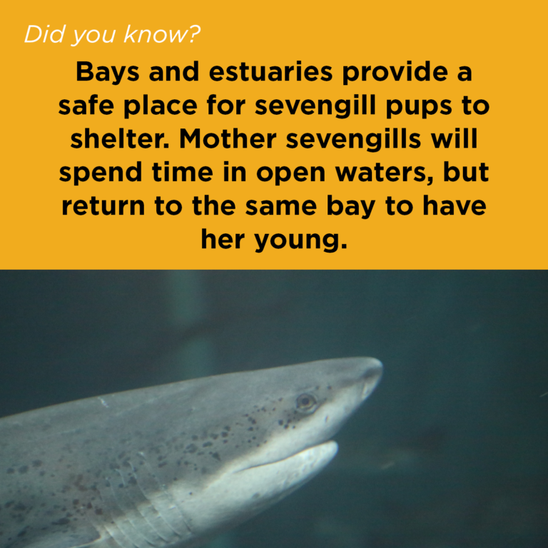 Did You Know - Sevengill Shark