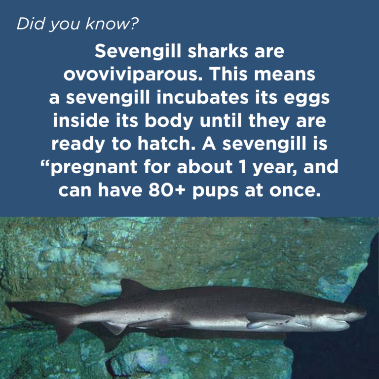 Did You Know - Sevengill Shark