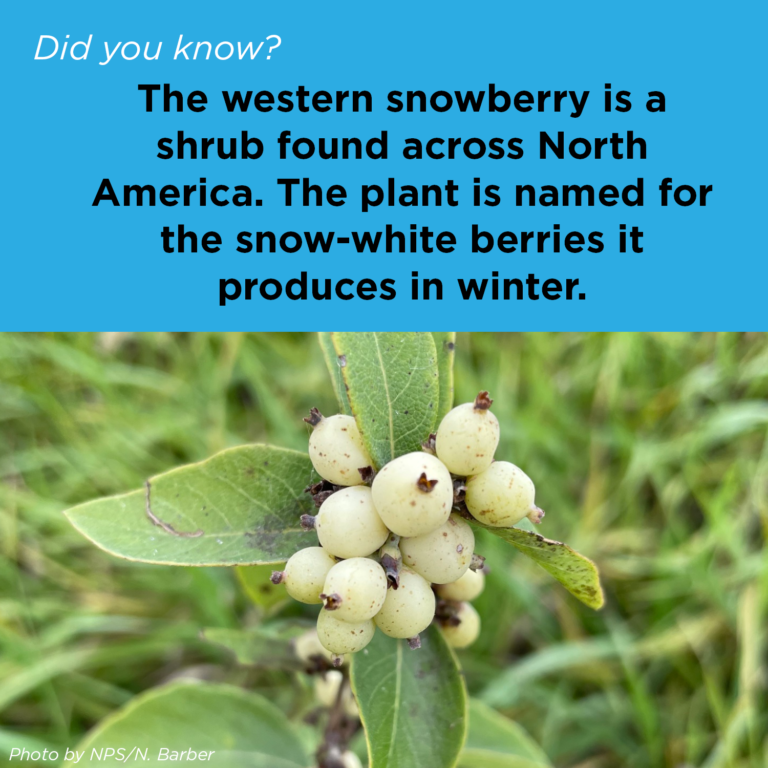 Did You Know - Snowberries