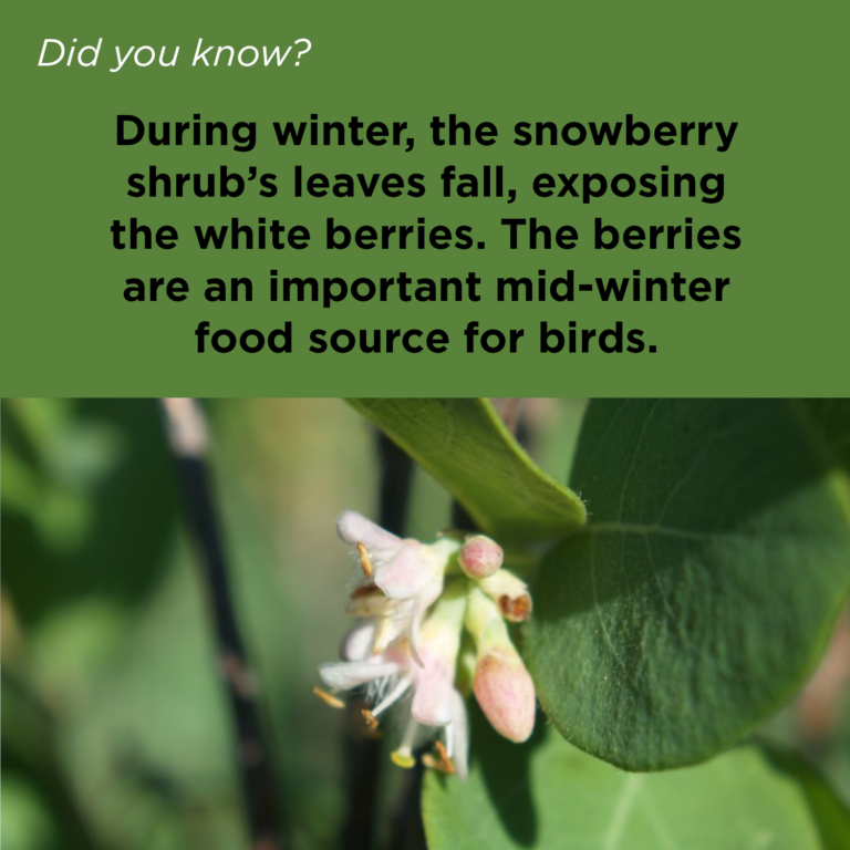 Did You Know - Snowberries