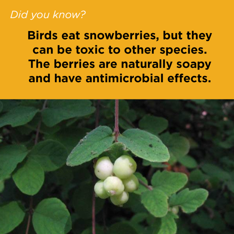 Did You Know - Snowberries