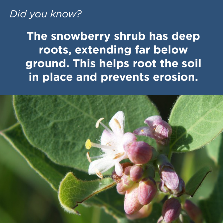 Did You Know - Snowberries