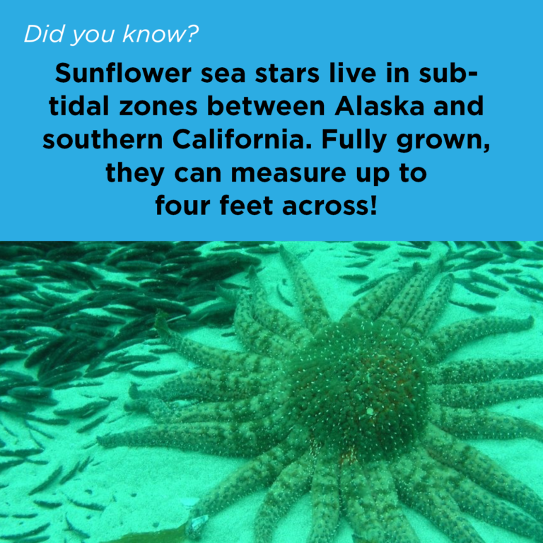Did You Know - Sunflower Seastar
