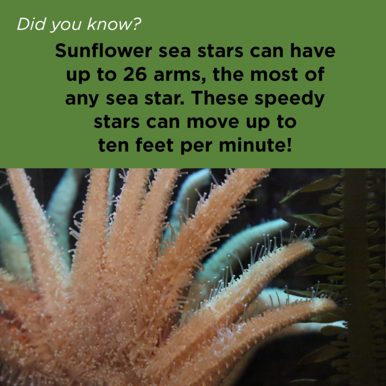 Did You Know - Sunflower Seastar