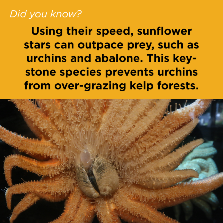 Did You Know - Sunflower Seastar