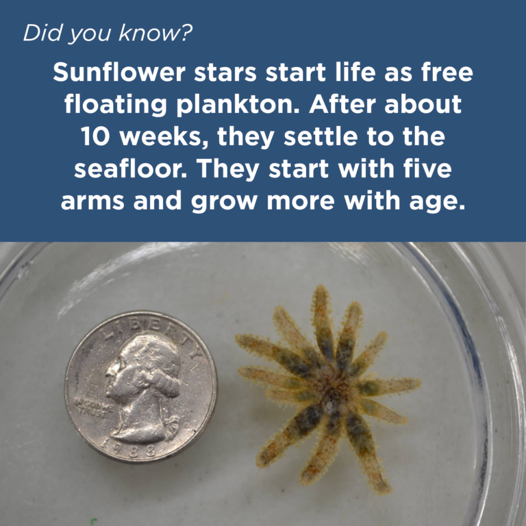 Did You Know - Sunflower Seastar