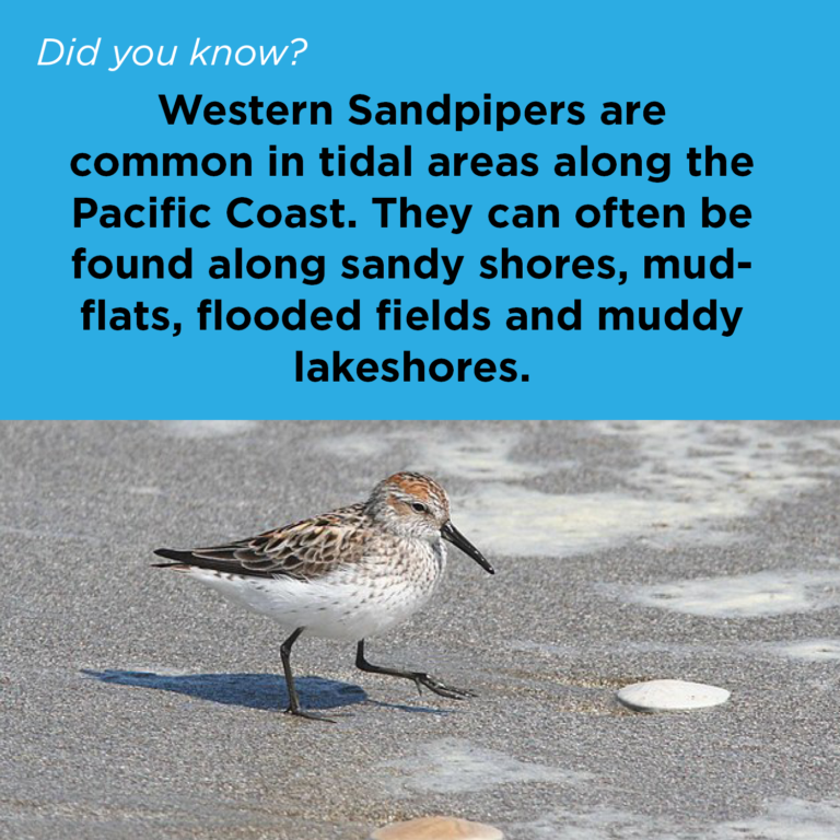 Did You Know - Western Sandpiper