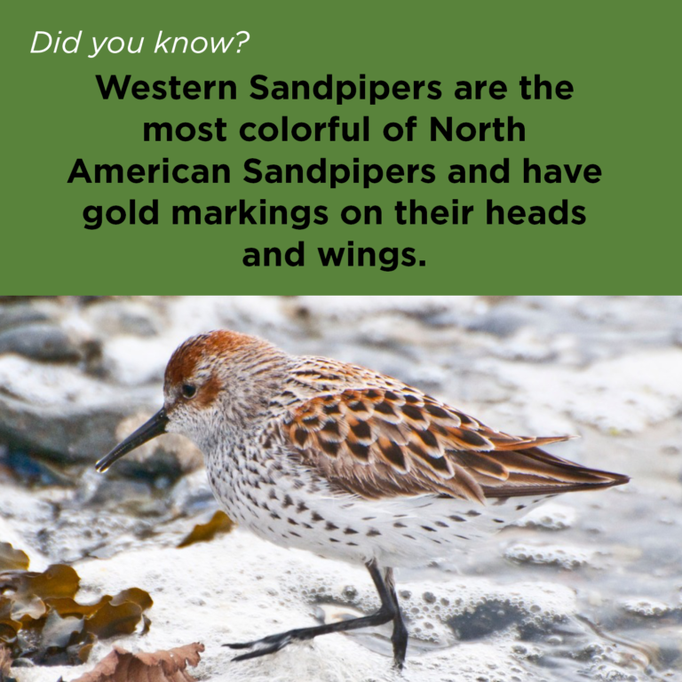 Did You Know - Western Sandpiper
