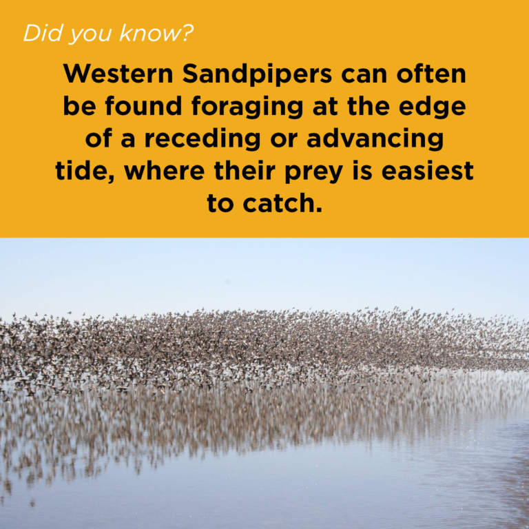 Did You Know - Western Sandpiper