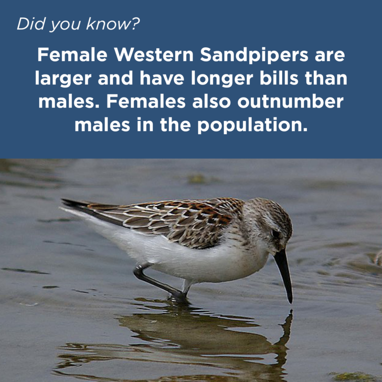 Did You Know - Western Sandpiper