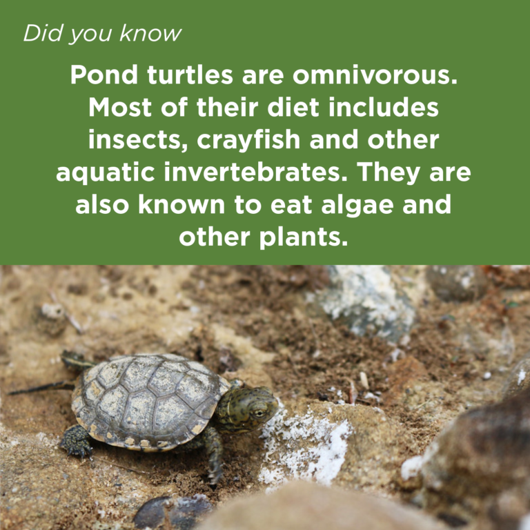Did You Know - Western Pond Turtle