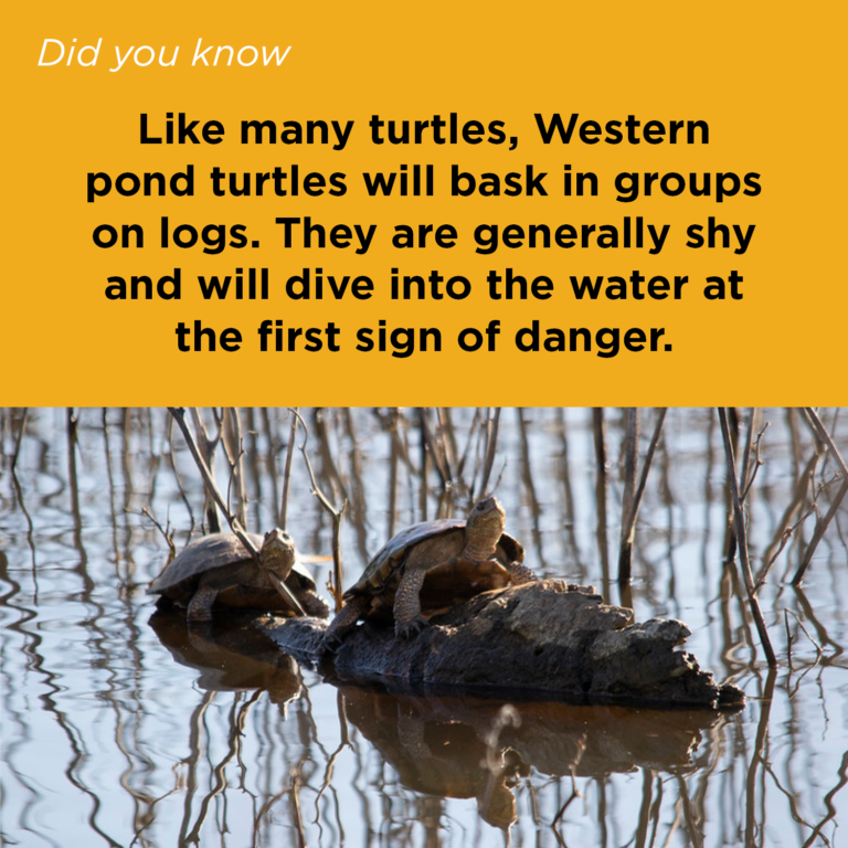 Did You Know - Western Pond Turtle