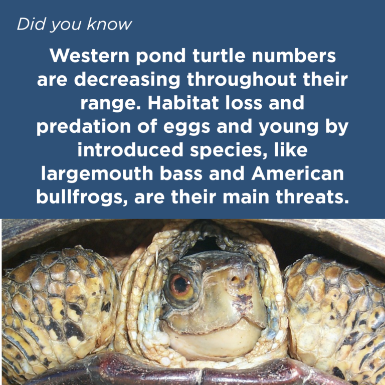 Did You Know - Western pond turtle
