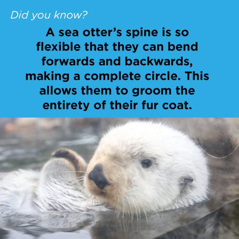 Did You Know - Sea Otter Fur