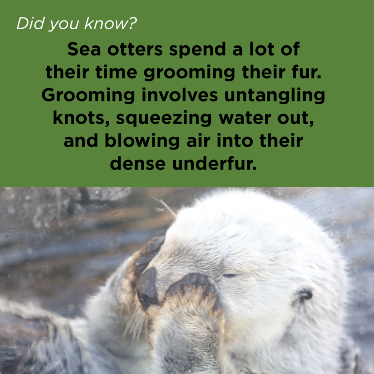 Did You Know - Sea Otter Fur