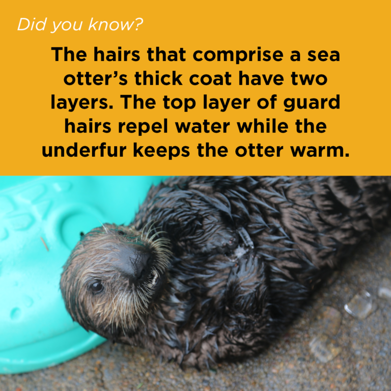 Did You Know - Sea Otter Fur