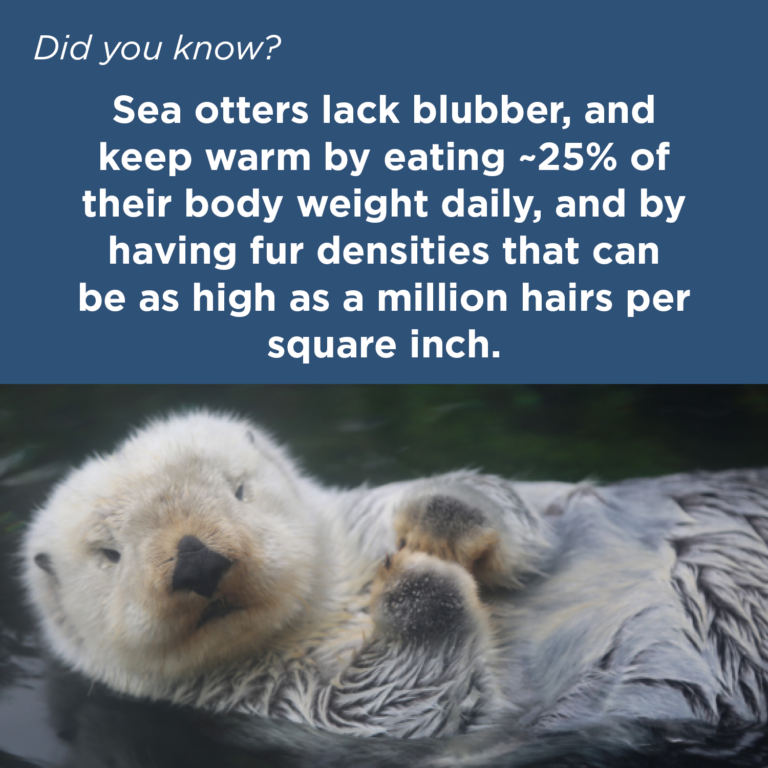 Did You Know - Sea Otter Fur