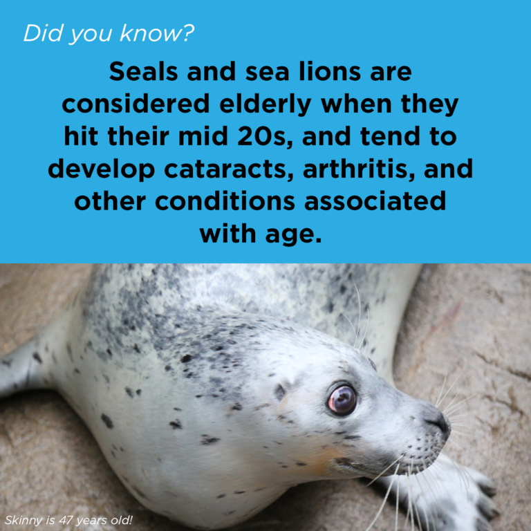 Did You Know - Pinniped Care