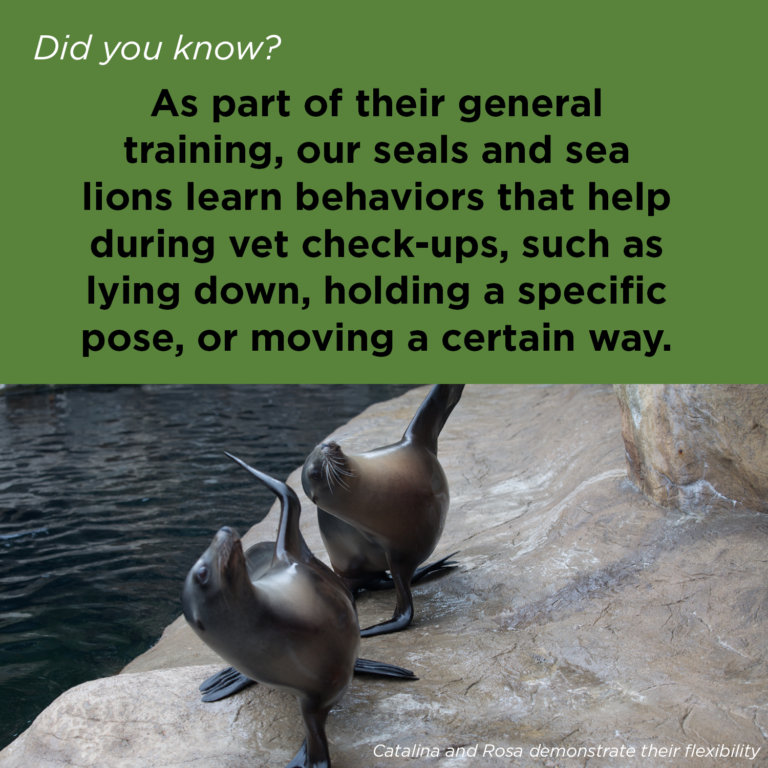 Did You Know - Pinniped Care