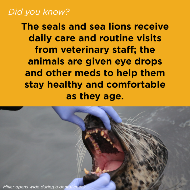 Did You Know - Pinniped Care