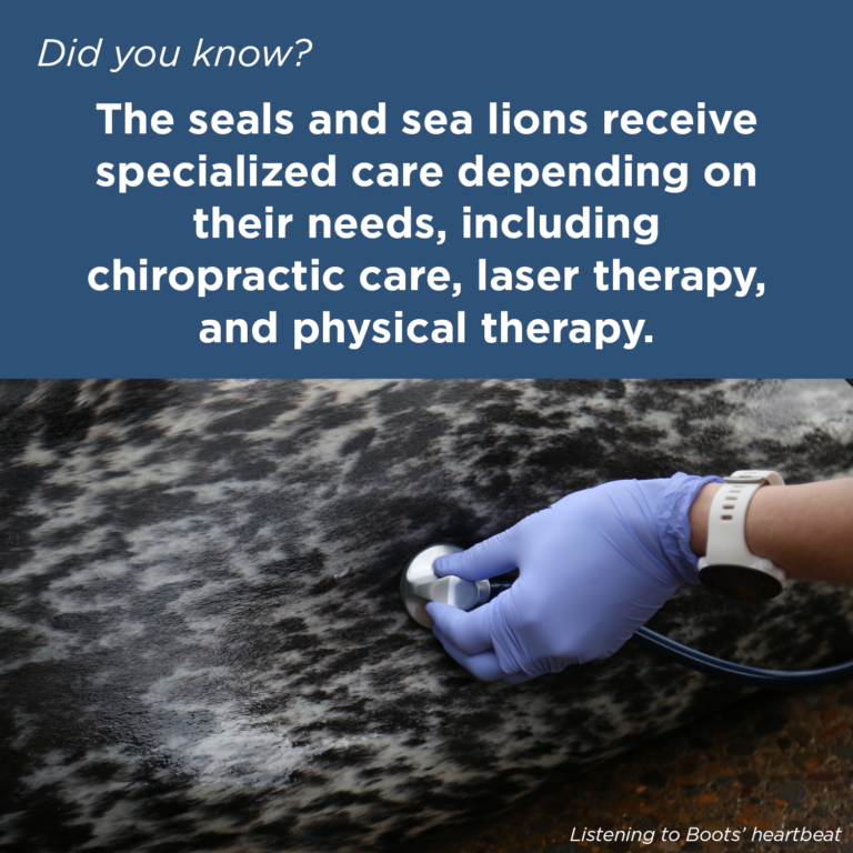 Did You Know - Pinniped Care