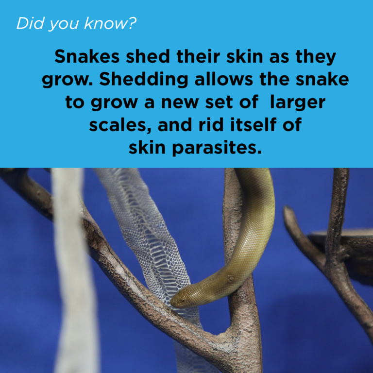 Did You Know - Rubber Boa Sheds