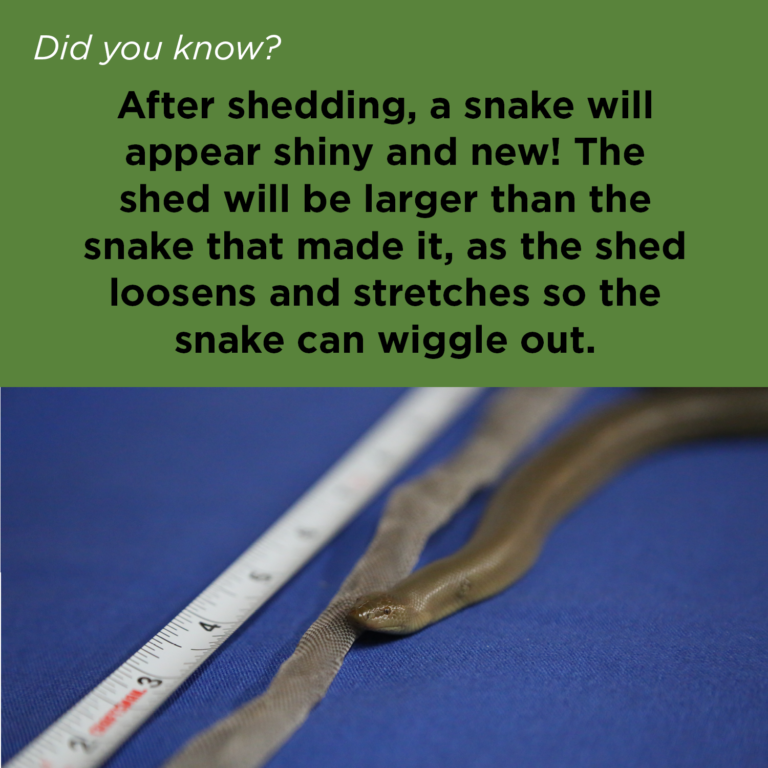 Did You Know - Rubber Boa Sheds