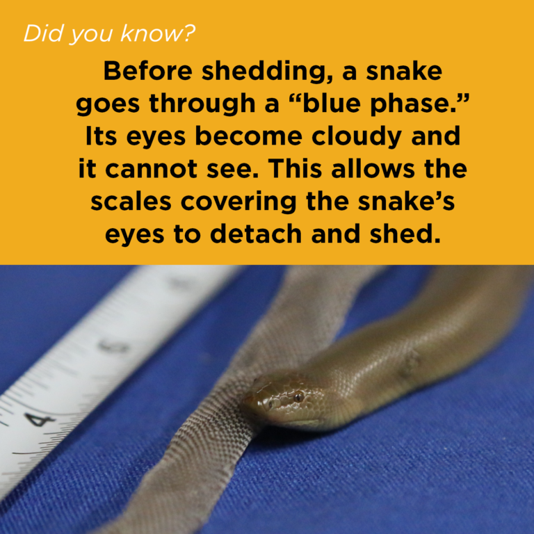 Did You Know - Rubber Boa Sheds