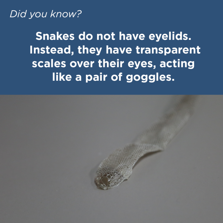 Did You Know - Rubber Boa Sheds