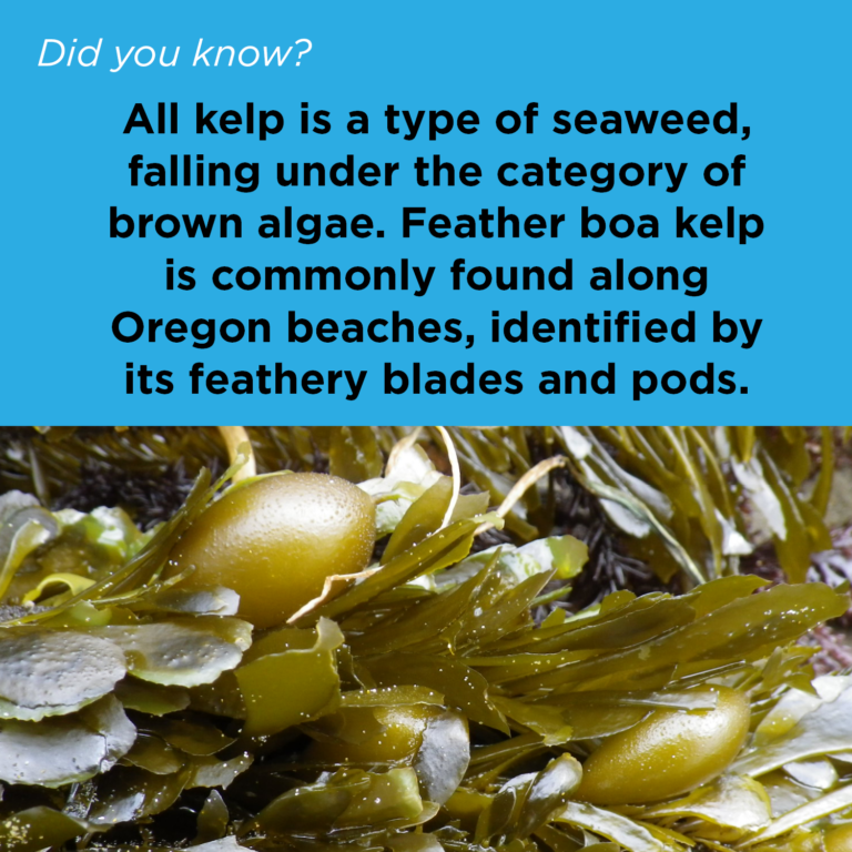 Did You Know - Seaweed