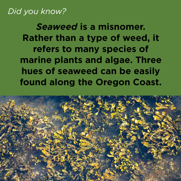 Did You Know - Seaweed