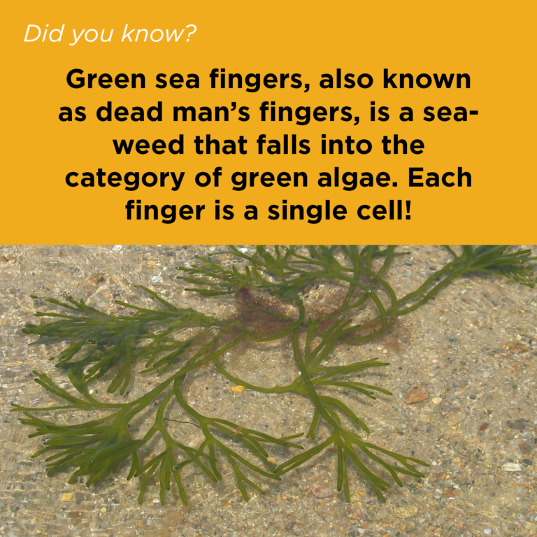 Did You Know - Seaweed