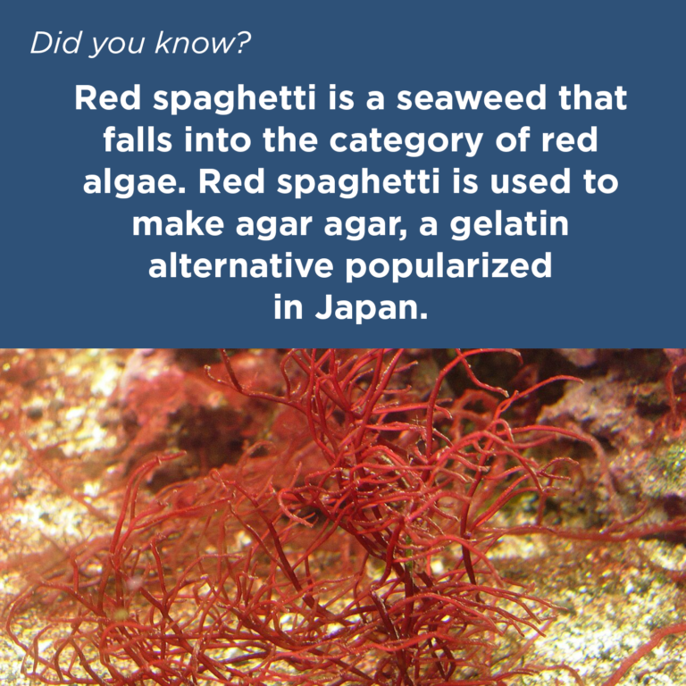 Did You Know - Seaweed