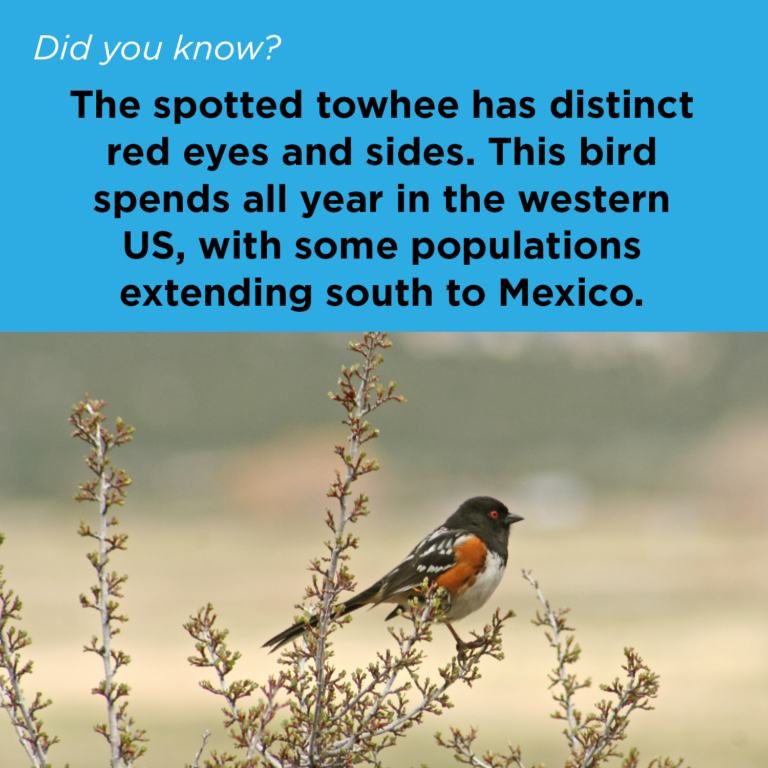 Did You Know - Spotted Towhee