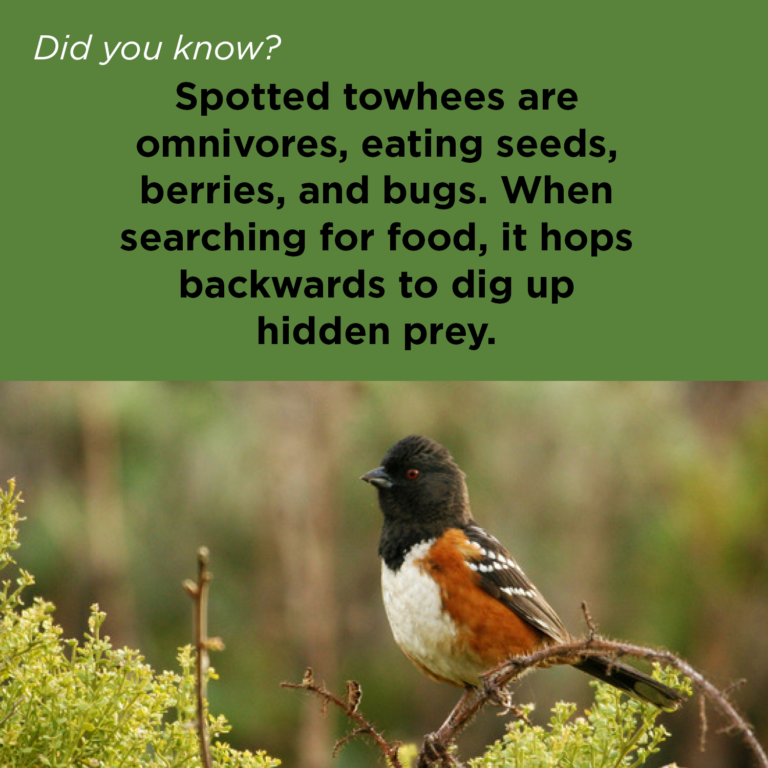 Did You Know - Spotted Towhee