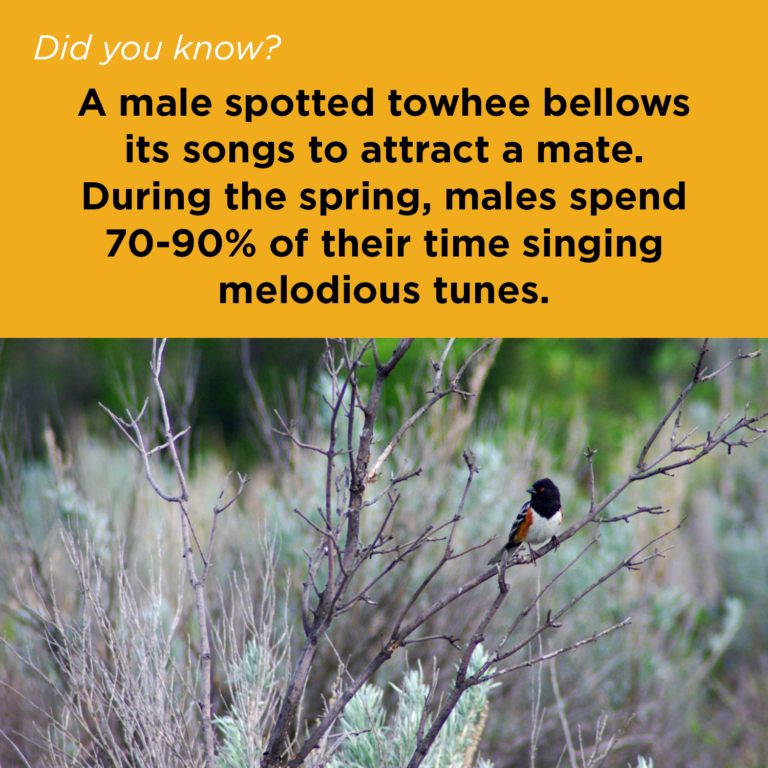 Did You Know - Spotted Towhee