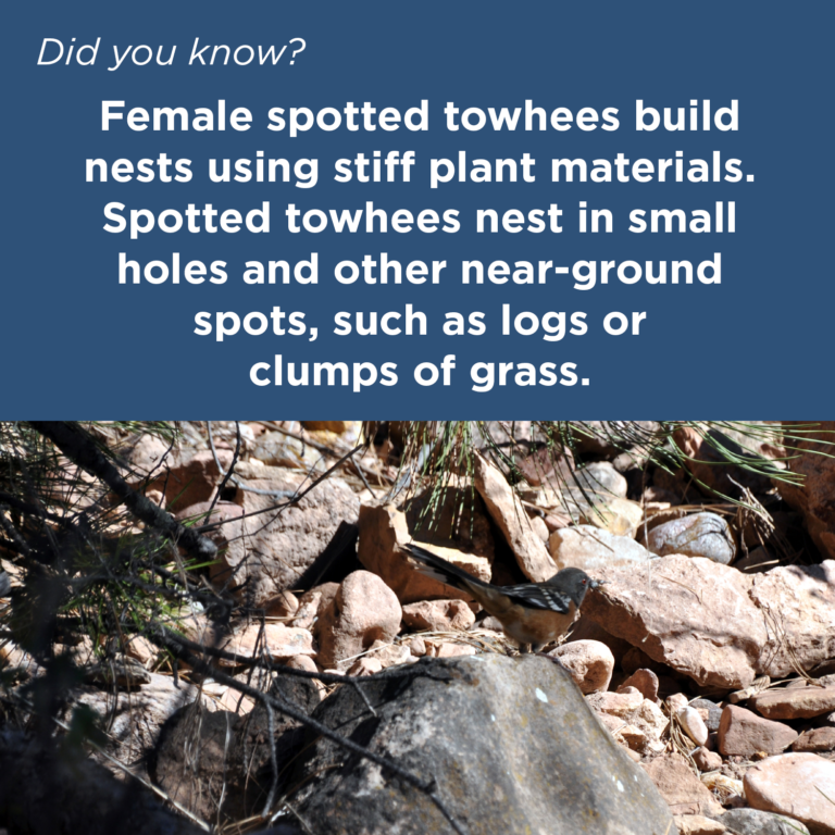 Did You Know - Spotted Towhee