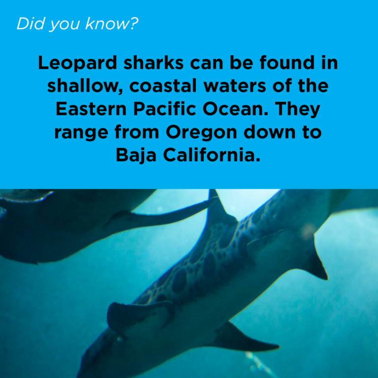 Did You Know series copy